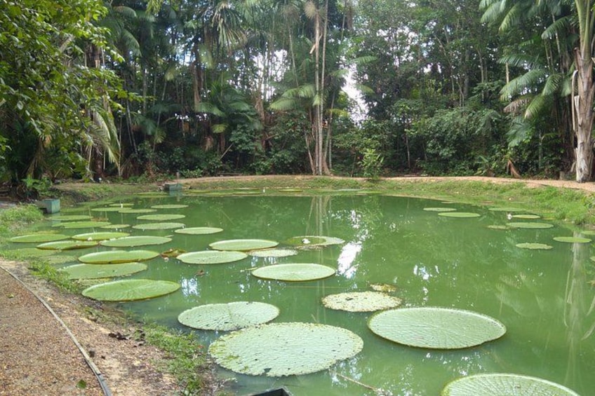 A pond with lily pads and tropical vegetation. 2