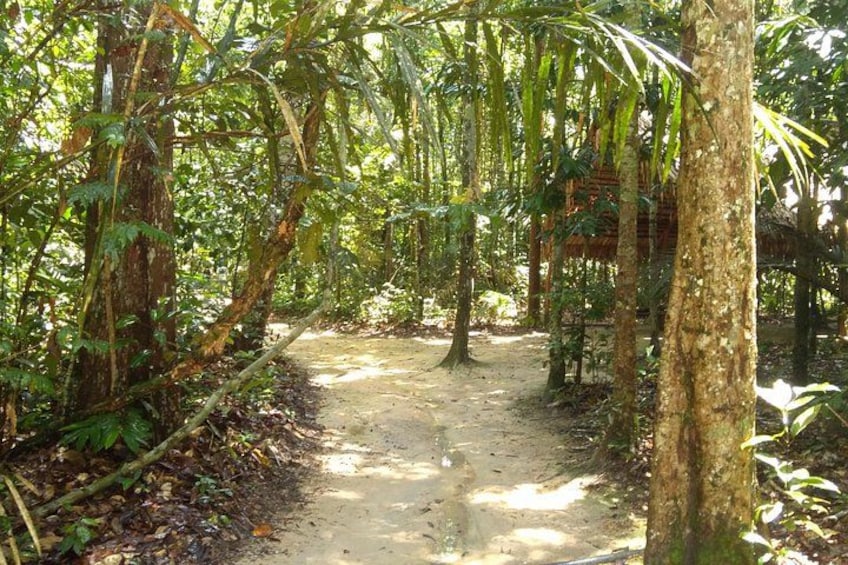 A forested dirt path surrounded by dense vegetation and trees. 4