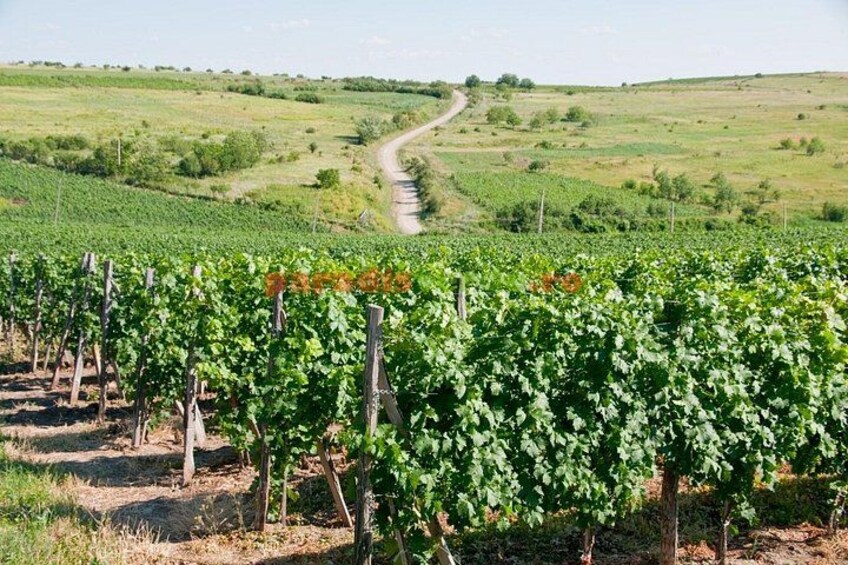 Un vignoble avec des rangées de vignes et un chemin de terre qui traverse les champs. 1
