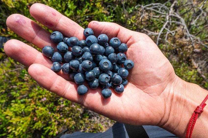 Blueberry picking during lunch break 3