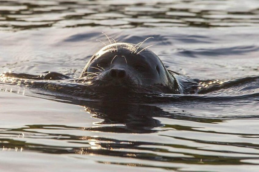 A seal swimming in water. 1