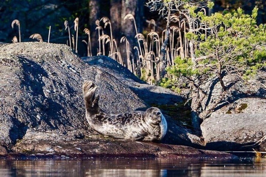 A seal resting on a rock by a body of water, surrounded by vegetation and other rocks. 4