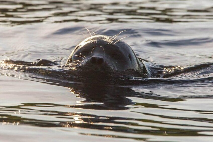A seal swimming in water. 1