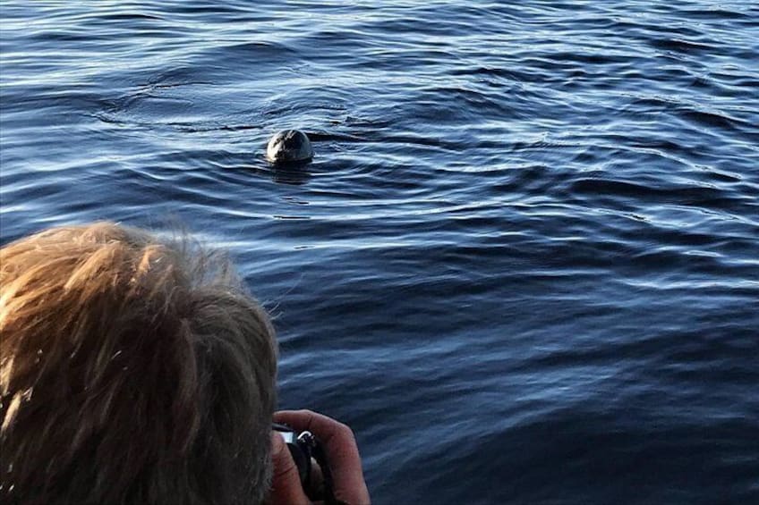 Young curious seal watching us 2