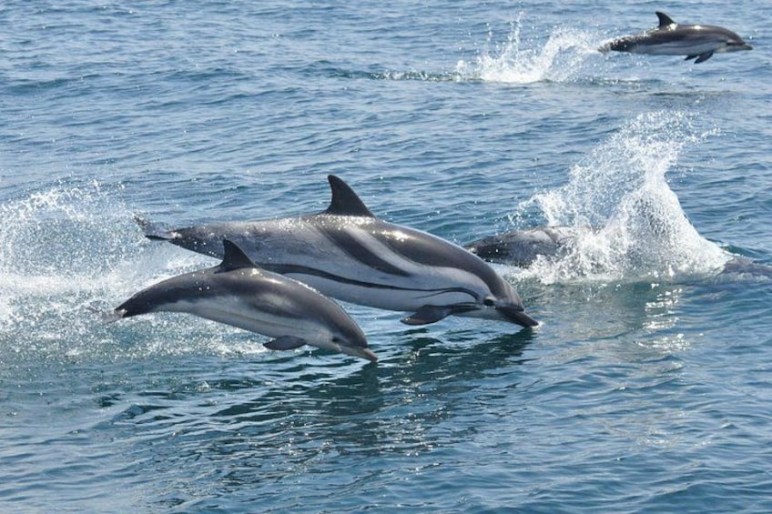 Striped Dolphin - Dolphin Adventure Gibraltar - The Yellow Boat 1