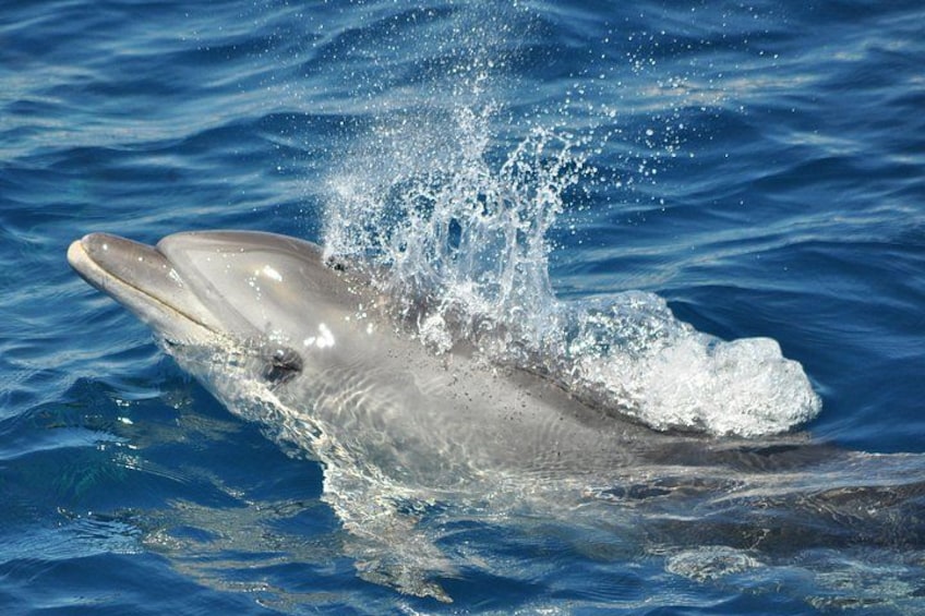 Bottlenose Dolphin - Dolphin Adventure Gibraltar - The Yellow Boat 3