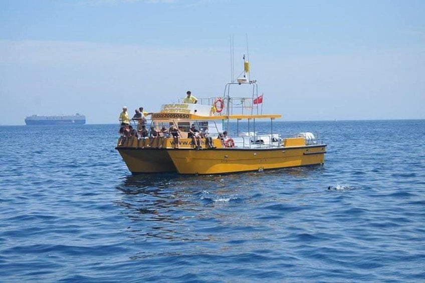 Dolphin Adventure Gibraltar - The Yellow Boat 2