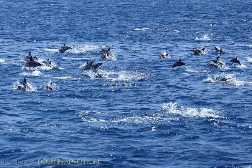 Striped Dolphin - Dolphin Adventure Gibraltar - The Yellow Boat 4