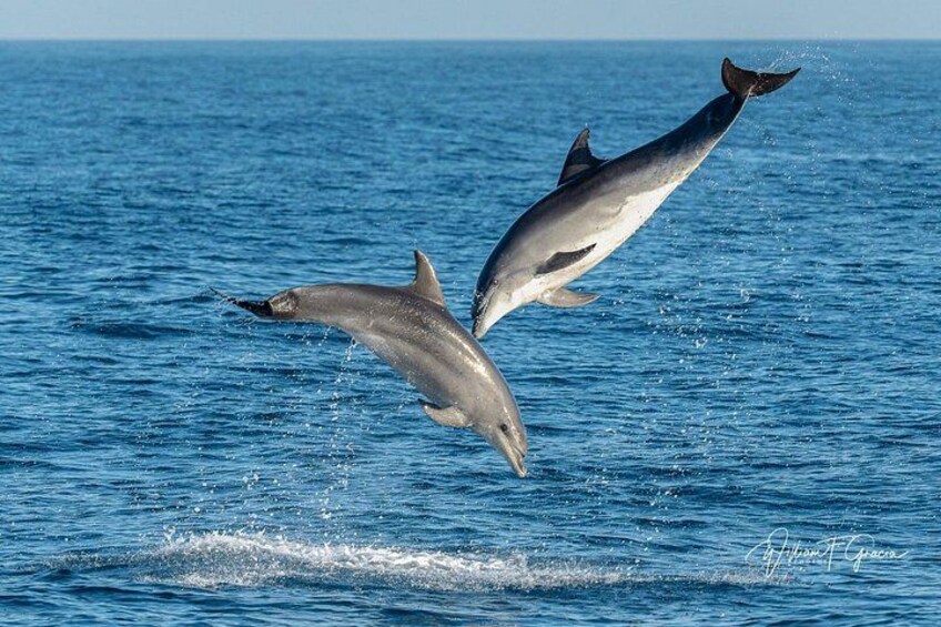 Dolphin Watching Excursion in Gibraltar 2