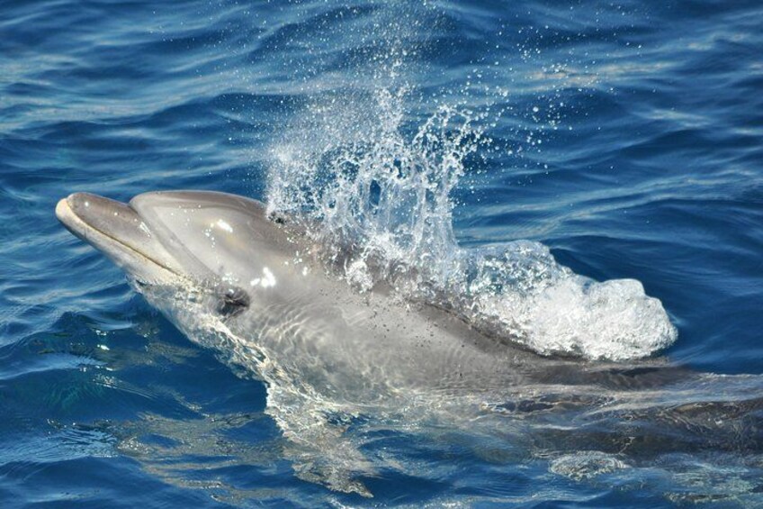 Bottlenose Dolphin - Dolphin Adventure Gibraltar - The Yellow Boat 2
