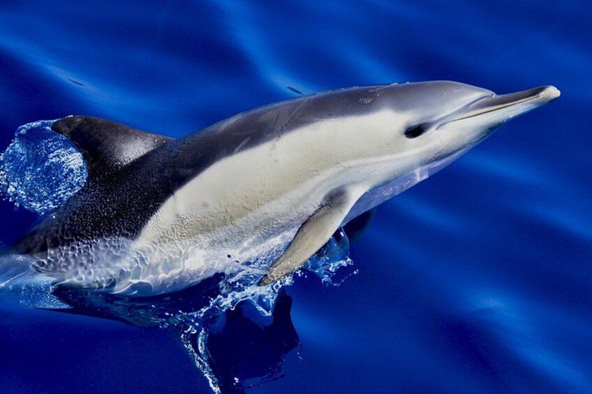 Common Dolphin - Dolphin Adventure Gibraltar - The Yellow Boat 2