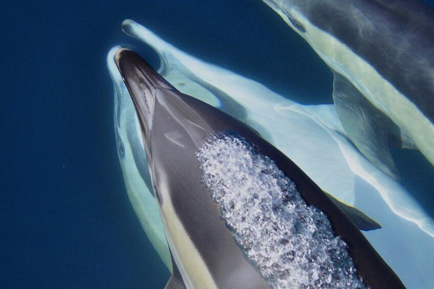 Common Dolphin - Dolphin Adventure Gibraltar - The Yellow Boat 3