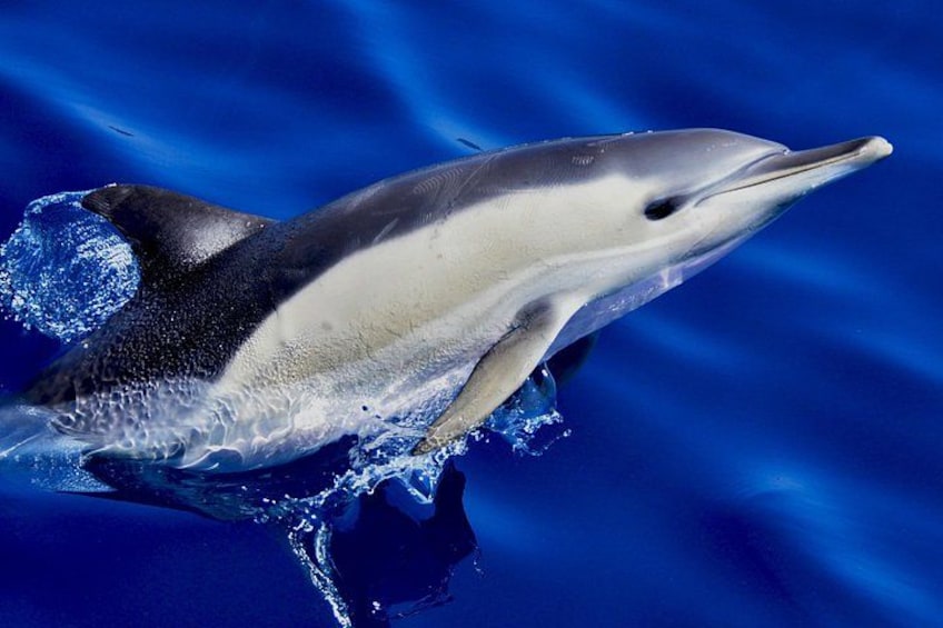 Common Dolphin - Dolphin Adventure Gibraltar - The Yellow Boat 2
