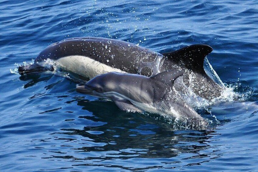 Common Dolphin - Dolphin Adventure Gibraltar - The Yellow Boat 2