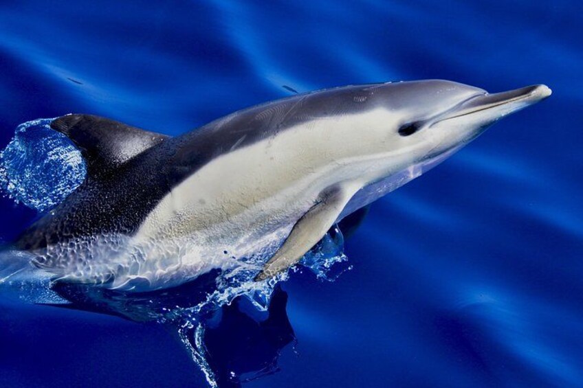 Common Dolphin - Dolphin Adventure Gibraltar - The Yellow Boat 2