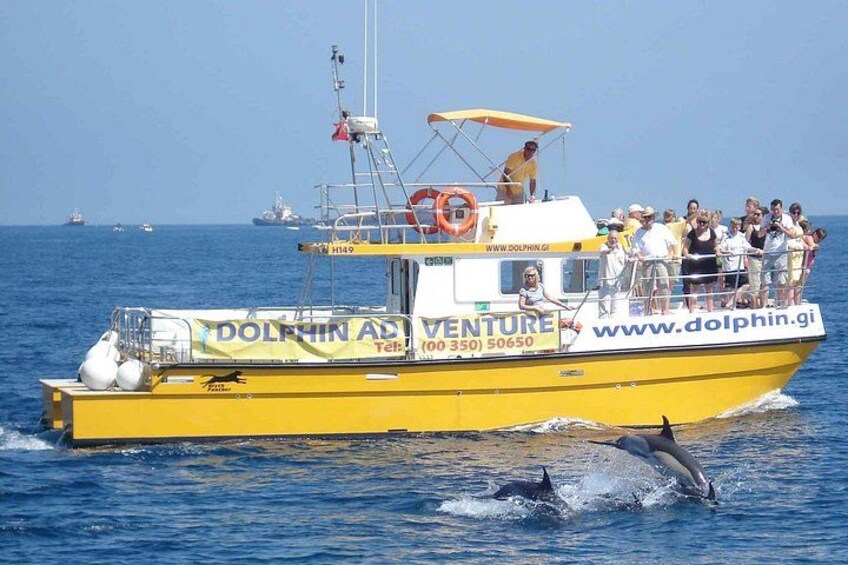 Dolphins Close Up 4
