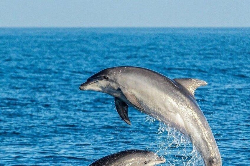 Dolphin Watching Excursion in Gibraltar 5