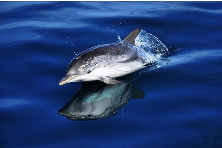 Striped Dolphin - Dolphin Adventure Gibraltar - The Yellow Boat 4