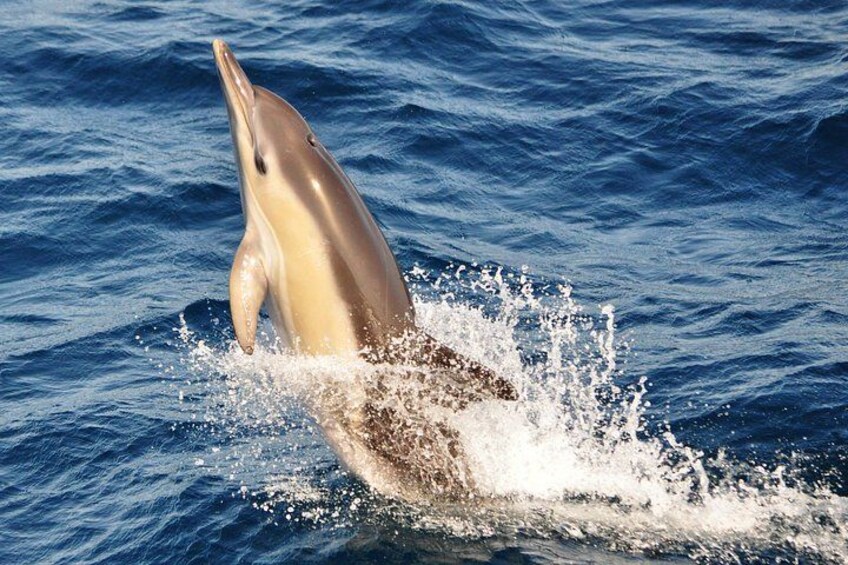 Common Dolphin - Dolphin Adventure Gibraltar - The Yellow Boat 3