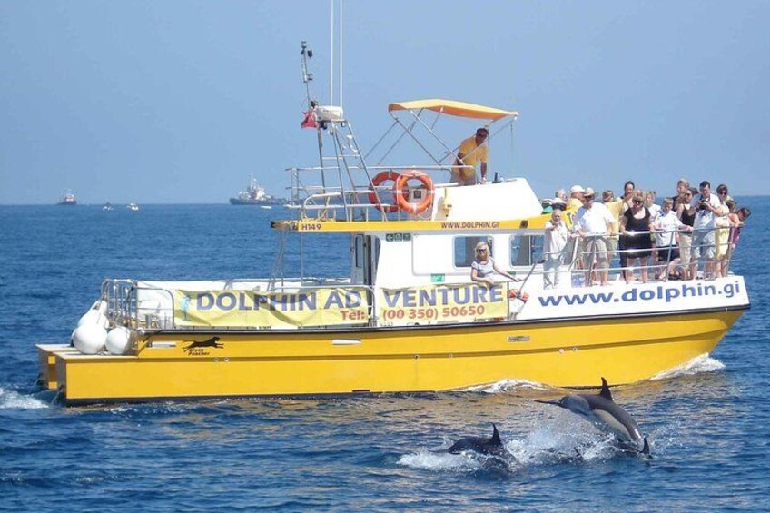 Dolphins Close Up 4