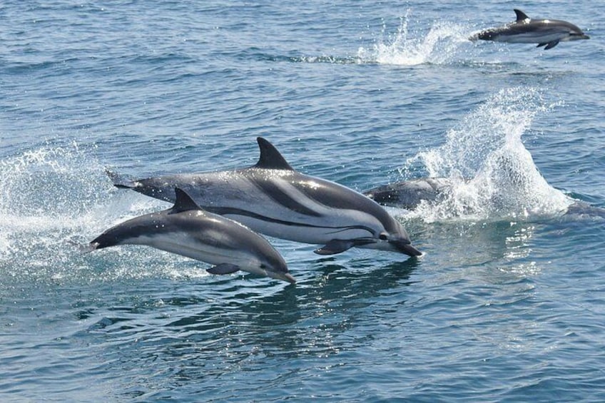 Striped Dolphin - Dolphin Adventure Gibraltar - The Yellow Boat 2