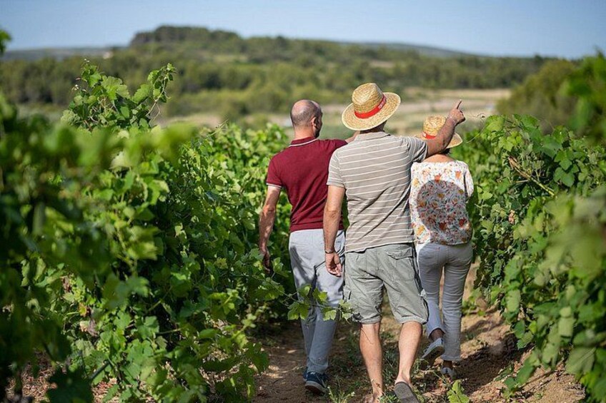 A vineyard with rows of grapevines. 4