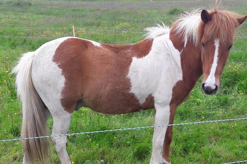 Un cheval au pelage brun et blanc se tient dans un champ herbeux, avec une clôture en fil de fer en arrière-plan. 3