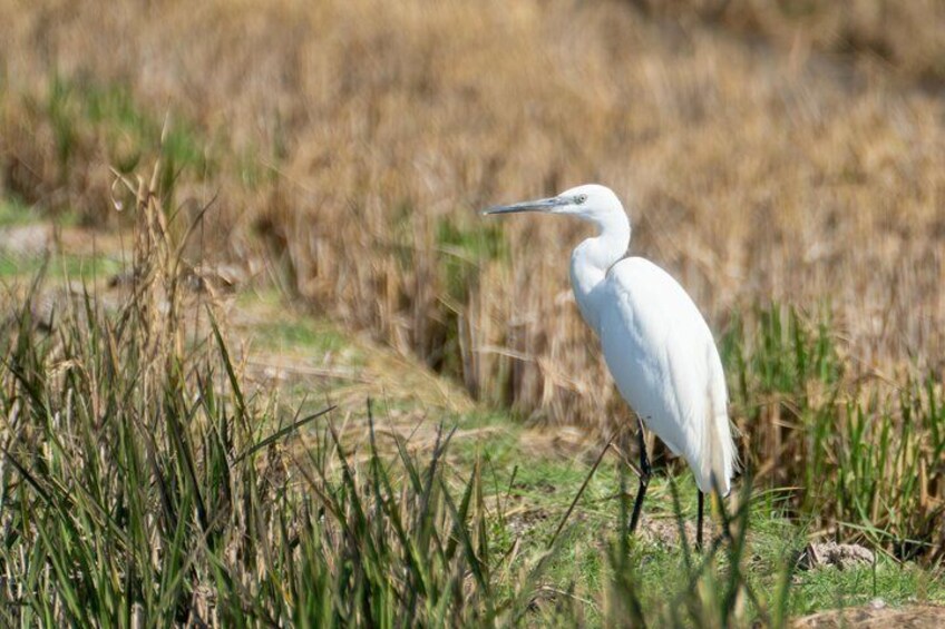 Albufera Natural Park Tour from Valencia: Boat Ride & Local Guide 3