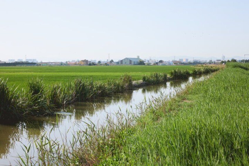 Albufera Natural Park Tour from Valencia: Boat Ride & Local Guide 4