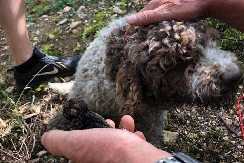 Truffle Hunting with Wine Tasting 1