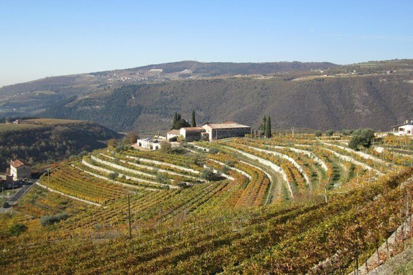 Tenuta Santa Maria Valverde's Estate