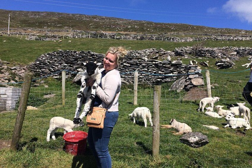 Hold a baby lamb 4
