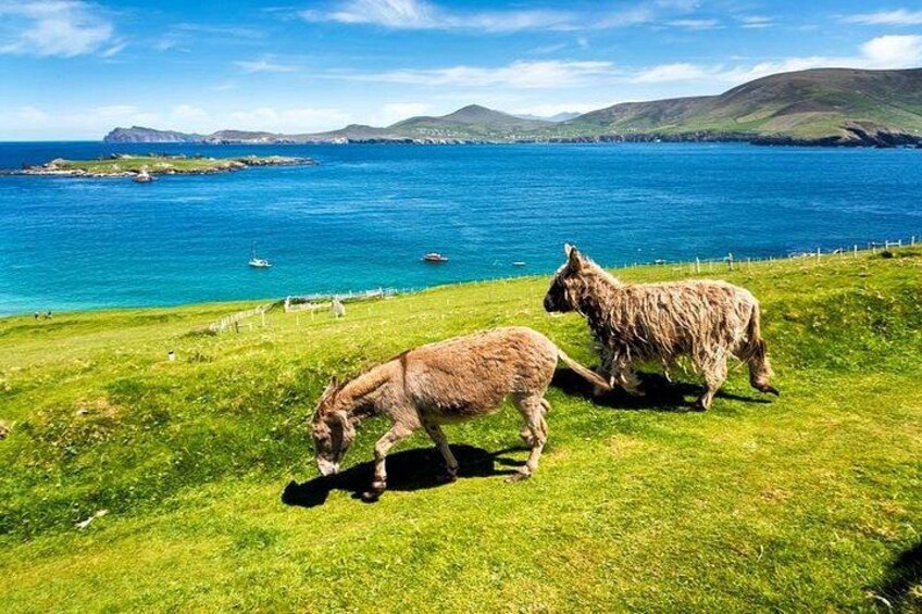 Donkeys at Slea Head, Dingle 3