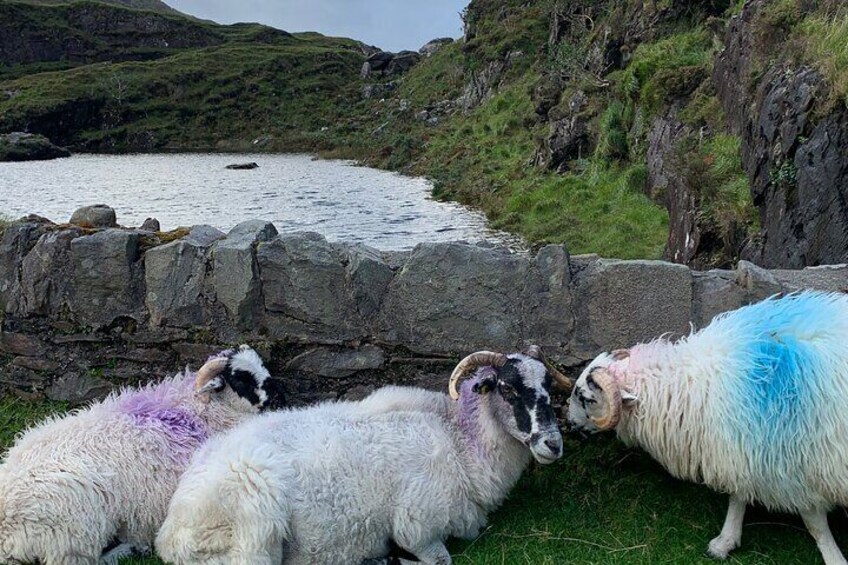 Sheep at the Gap of Dunloe