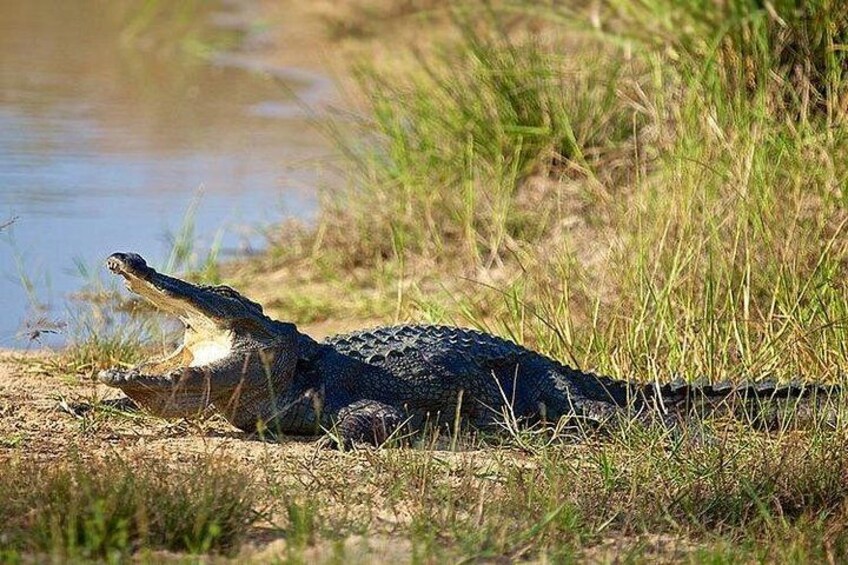 Un cocodrilo descansando sobre el suelo cerca de una masa de agua. 2