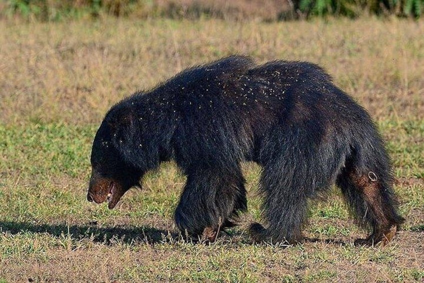 Private Wilpatu National Park Leopard safari from Colombo Negambo 3