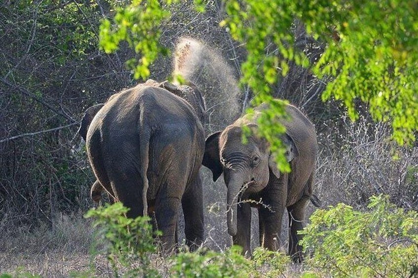 Private Wilpatu National Park Leopard safari from Colombo Negambo 4