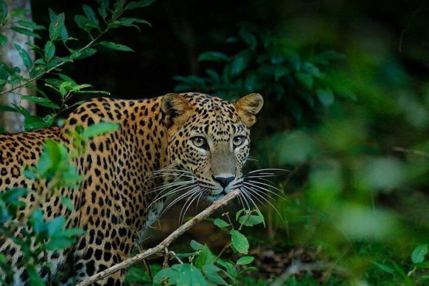 Private Wilpatu National Park Leopard safari from Colombo Negambo 2