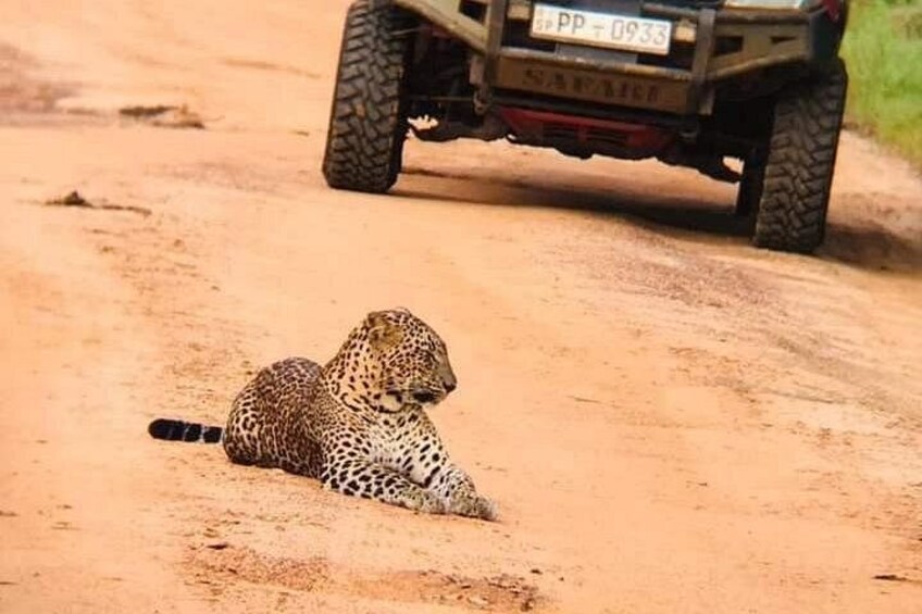 Un guepardo descansando sobre un camino de tierra, con un vehículo al fondo. 1