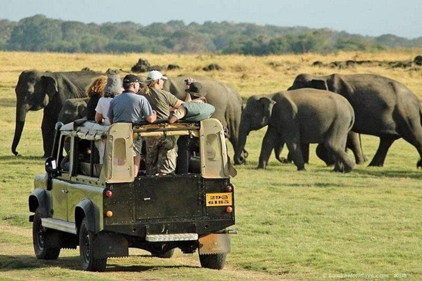 A safari vehicle with tourists observing elephants in a grassy field. 1