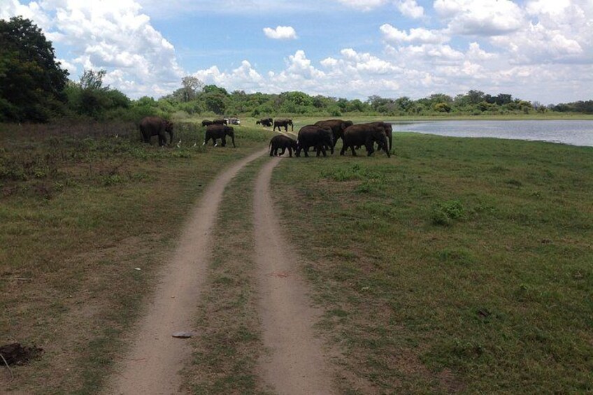 A dirt path leading to a body of water with elephants in the distance. 2