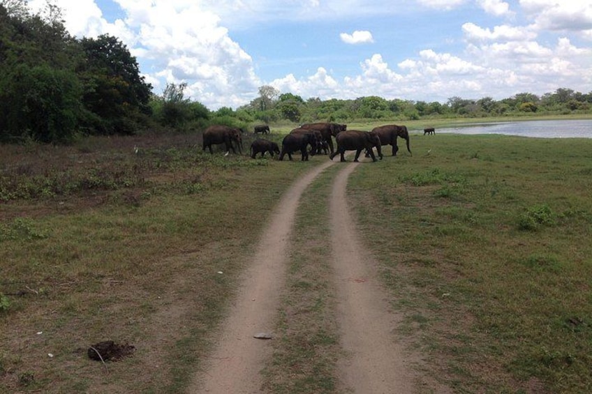 A dirt path with elephants walking along it. 3