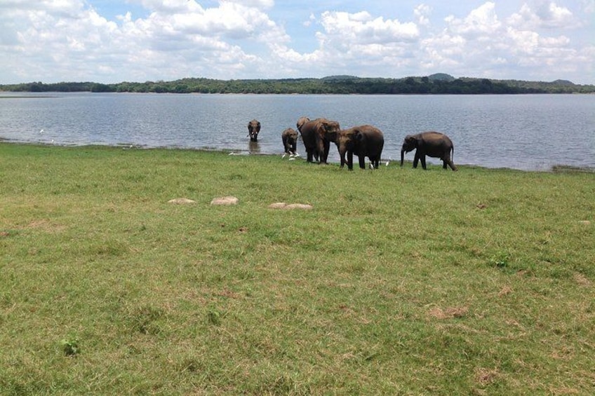A group of elephants by a lake with grassy banks and distant hills. 3