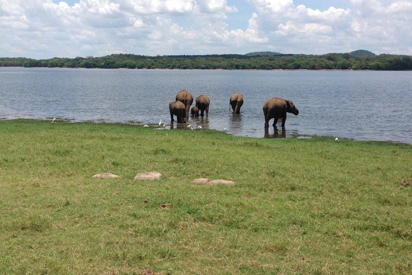 A group of elephants by a lake with grassland and hills in the background. 4