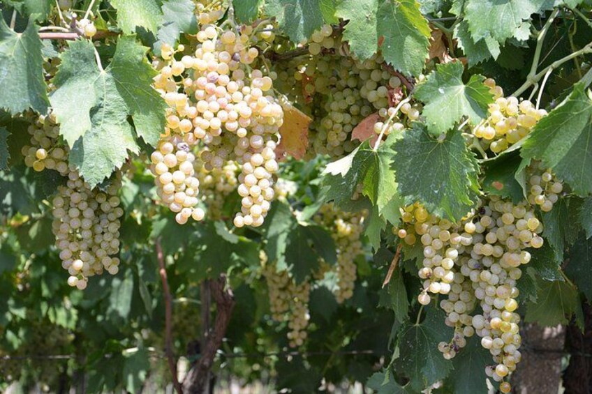 Clusters of green grapevines with clusters of unripe grapes. 2