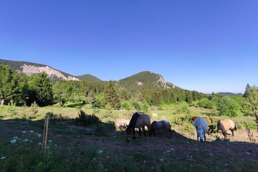 Private Horse Riding in Rhodope Mountains from Plovdiv