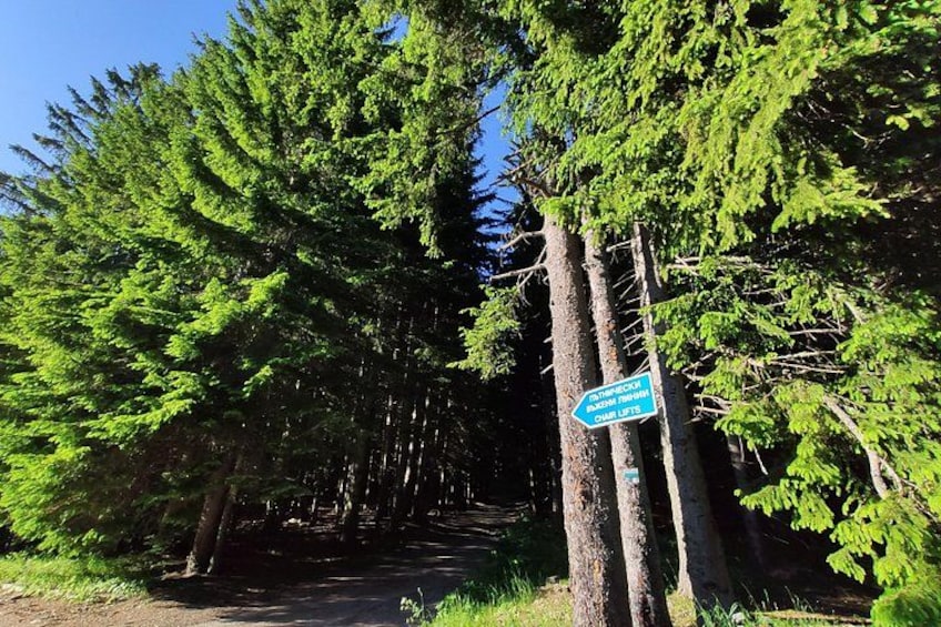 A forested area with a sign indicating a trail. 3