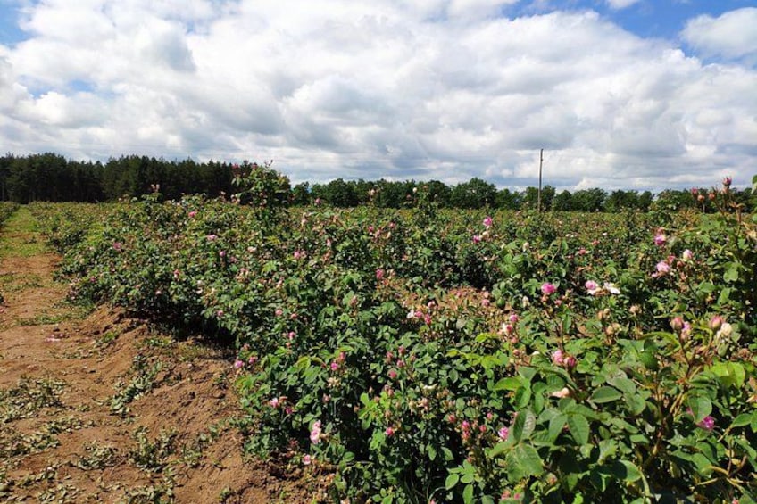 A field of pink flowers under a cloudy sky. 3