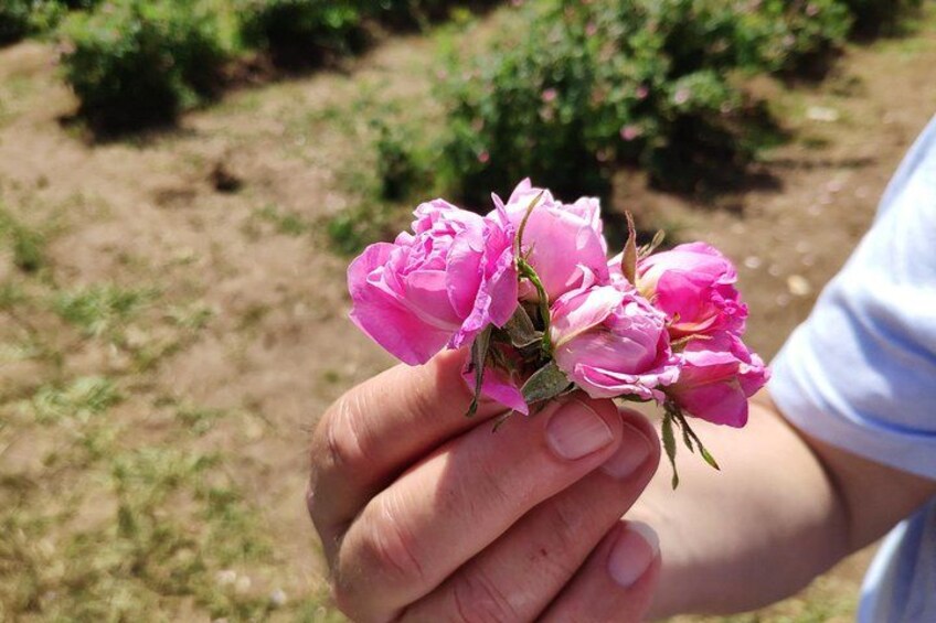 A person holding pink roses. 1