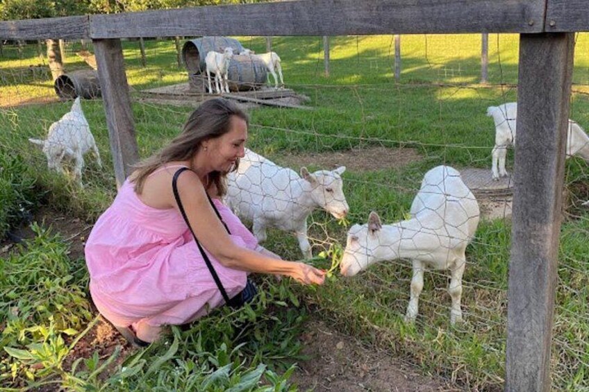 Stellenbosch: Half Day Wine Tour 3